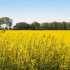 Rapsfeld in Ostfriesland